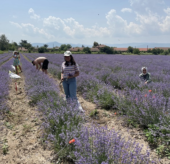 Collecting of plant samples from lavender fertilizer experiment in Plovdiv